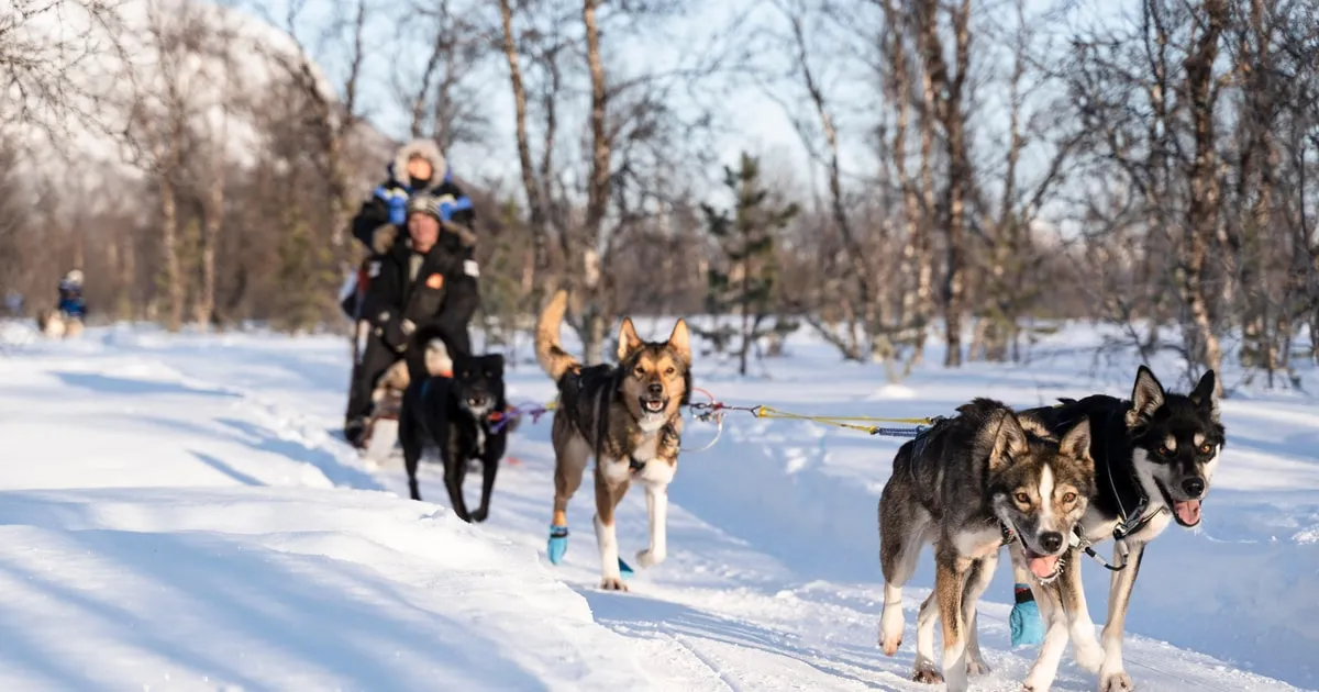 A husky team pulling a sled below the Lyngen Alps at Breivikeidet on husky dog sledding from Tromsø