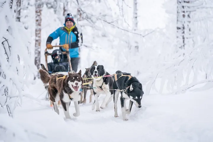 A private husky team at a family kennel in Målselv on private husky dog sledding from Tromsø