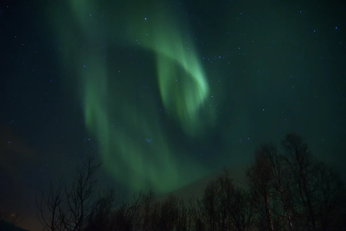 Northern lights above birch trees near Tromsø in February, the hope on an evening husky visit near Tromsø