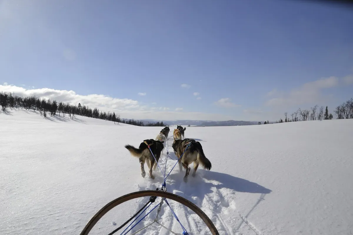 A husky team running across open snow seen from the sled, the view from the runners on husky dog sledding in Tromsø