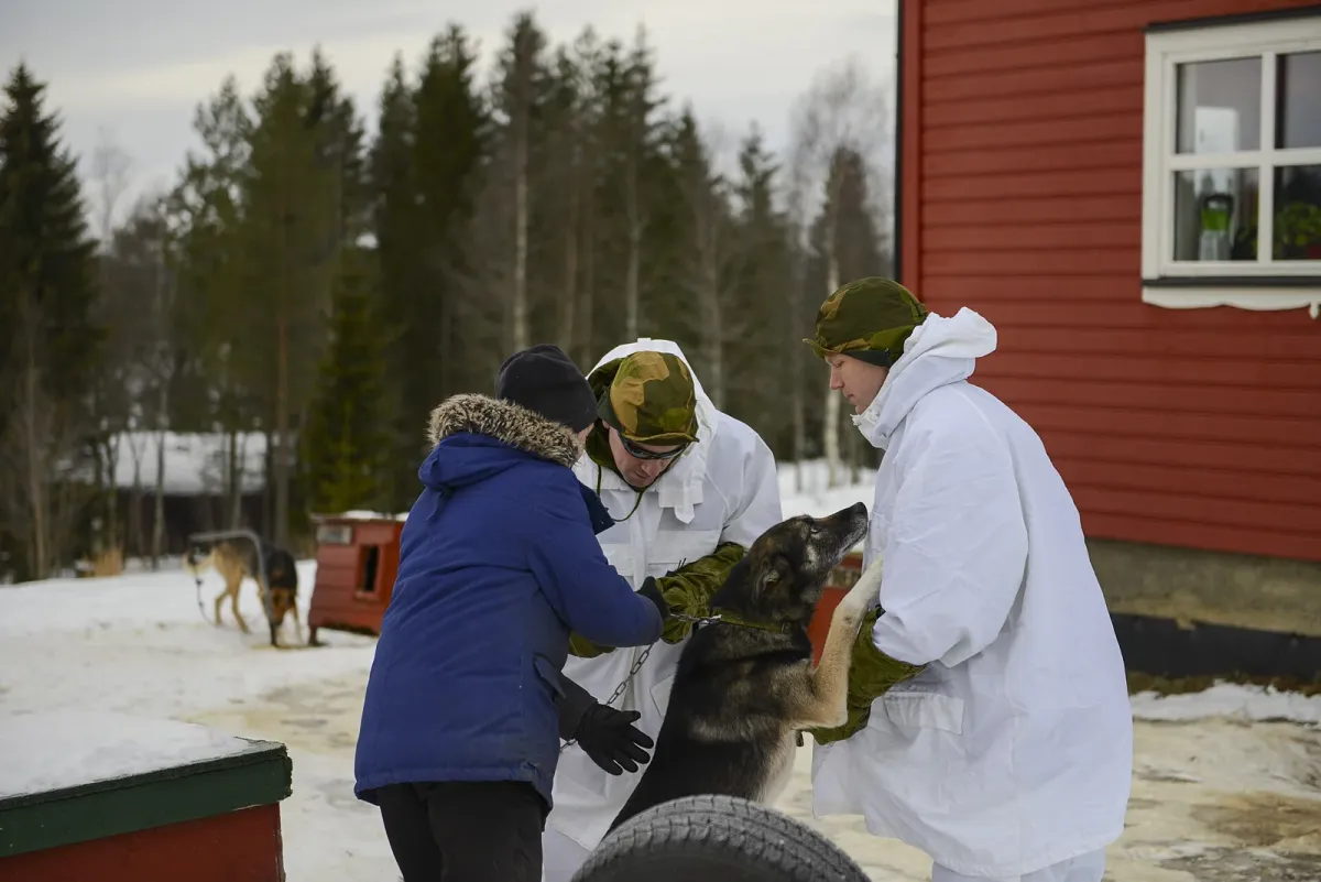 Visitors greeting a sled dog at a husky kennel in Troms, part of every husky dog sledding day from Tromsø