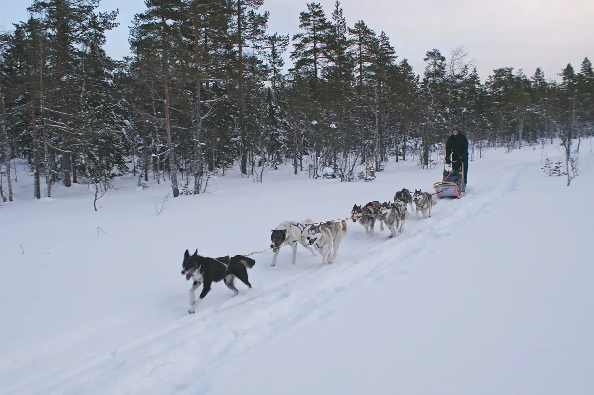 A husky team pulling a sled through a snowy forest, the kind of trail on Breivikeidet husky dog sledding from Tromsø