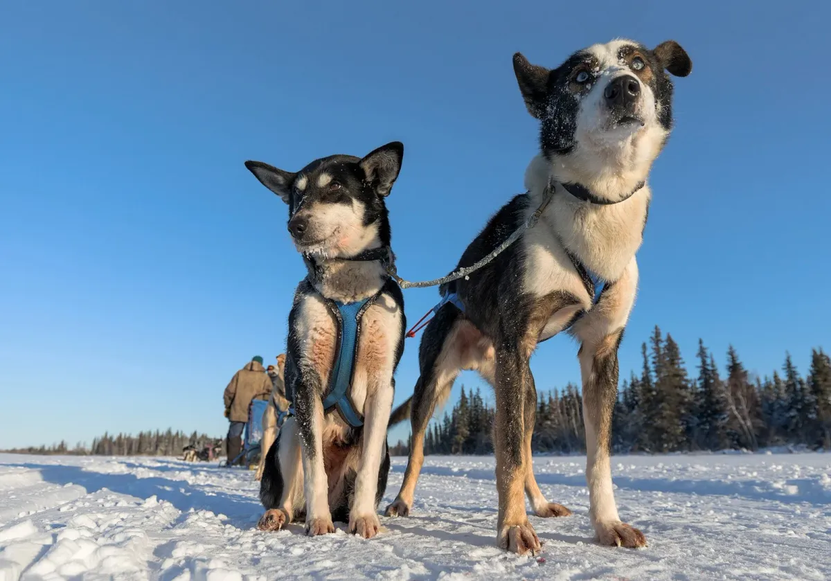 Two Alaskan huskies hitched to a sled, the working dogs behind husky dog sledding in Tromsø